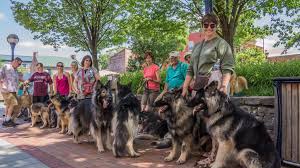 German shepherd puppies available now for sale. Shiloh Shepherd Breeders 15 Catoctin Shilohs Shepherds