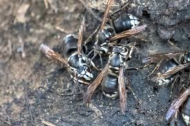 Typically, Only The Yellowjacket Queens Survive The Winter, But With  Climate Change It May Be Possible For Whole Nests To Survive. These  Perennial Nests Can Have Tens Of Thousands Of Worker Yellowjackets. :