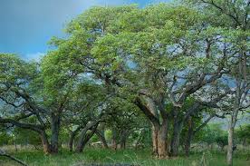 Image result for Schinziophyton rautanenii