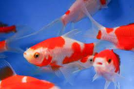 Sarasa Comets Are Characterized By Their Red And White Coloration And Resemble The Kōhaku Color Pattern In Koi Sarasa Comets Have Pet Fish Fish Comet Goldfish