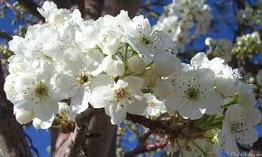 Maybe you would like to learn more about one of these? Mlewallpapers Com White Blossoms Ii