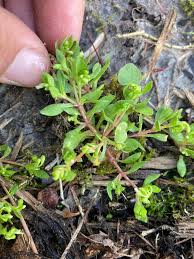 Image result for Hexasepalum sarmentosum