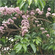 Do you have any spring flowering landscape plants? Pink Euodia Melicope Elleryana Melicope Elleryana Known As The Pink Flowered Doughwood Or Evodia Is A Spe Australian Native Plants Plants Landscaping Plants