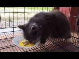 Cara Mudah Dan Murah Untuk Lebatkan Bulu Kucing Selain Tidak Mudah Gugur Youtube