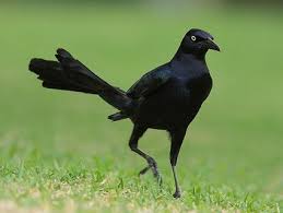 Black Bird With Long Tail Feathers In Texas Great Tailed Grackle Birds Pinterest Grackle Black Bird Bird