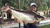 Umpan Roti And Cara Pelampung Mancing Di Kolam Pancing Saung Desa Youtube