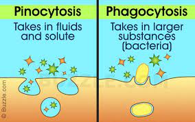 Phagocytosis And Pinocytosis Are Different Mechanisms Of Endocytosis But What Is The Difference Between The Learn Biology Biology Classroom Cell Biology Notes