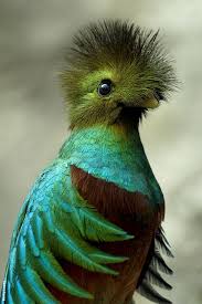 Bird With Fluffy Hair On Head Pin By Pc Du Toit On Birds Beautiful Birds Pet Birds Animals Beautiful