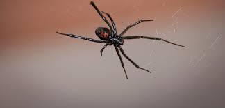 Widow spiders are fascinating, often misunderstood animals. Black Widow Spider Bite