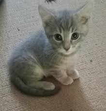 Cat adoption & cat rescue: Kitten News Rochester New York Home Facebook