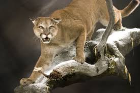 Mountain Lion Taxidermy Mount Google Search Taxidermy Mountain Lion Animal Taxidermy
