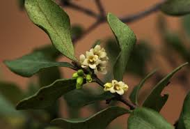 Image result for Euclea