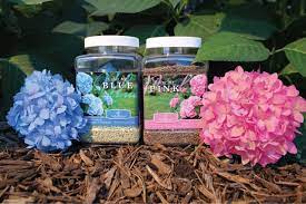 When fertilizing hydrangeas in pots, be careful to apply a fertilizer that will not burn the roots (such as a slow release or a liquid fertilizer). Garden How And When To Fertilize Hydrangeas By John Smite Medium