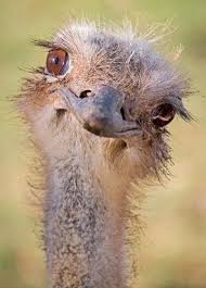 List Birds That Start With B Pin By Connie On Birds And More Birds Funny Birds Animals Wild Animals