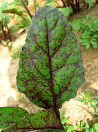 Purple spots on beet leaves. Cercospora Leaf Spot On Beets And Swiss Chard Vegetable Pathology Long Island Horticultural Research Extension Center