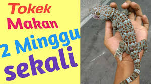 Cara Memberi Makan Tokek Rumah Agar Cepat Panjang Youtube