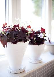 Purple Plants Krukvaxter Vaxter Blommor