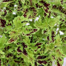 Image result for Coleus shirensis