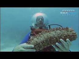 The sea snot explosion, it seems, has come and gone, though its effects may linger. Underwater Classroom Sea Cucumber Youtube