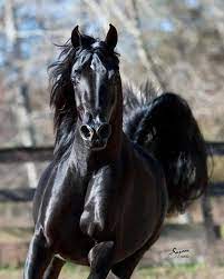 صور خيول سوداء حصان اسود black horses horses black arabian horse black horses