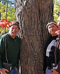 There are several cultivars you may find for sale, but all are not equally hardy. Sugar Maple King Of The Woods Knowledgebase Johnson S Nursery