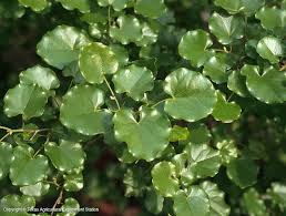 Buy redbud trees online with delivery right to your door. Texas Native Plants Database