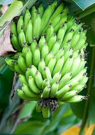 It sounds almost sad, but that isn't the entire story. Banana Tree Growing And Advice On Caring For It With Expert Video Advice