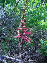 Image result for Erythrina fusca
