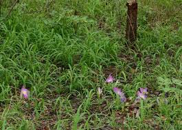 Image result for Siphonochilus aethiopicus