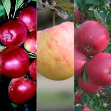 What truly sets us apart is the extraordinary flavor and quality of our fruit. Buy Family Apple Cox S Self Fertile James Grieve Katy Apple Cox S Self Fertile James Grieve Katy 89 99 Delivery By Crocus