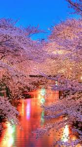 In compilation for wallpaper for sakura, we have 20 images. Cherry Blossom Wallpaper Nawpic