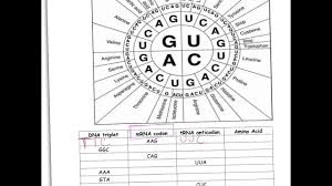 Unmistakable Codon Chart Worksheet Codon Chart Worksheet