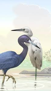 Image result for Monotes hypoleucus