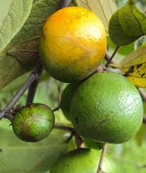 Image result for Salacia madagascariensis