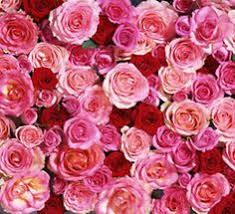 Maybe you would like to learn more about one of these? 46 Field Of Flowers Ideas Flowers Flower Field Field