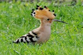 Jun 22, 2021 · у хольвегені донецький колектив проведе чотири спаринги. Udod Ptica Redkaya