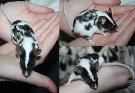 Male Fancy Mice Jakarta Black Broken Mm Pet Mice Fancy Mouse Pet Rodents