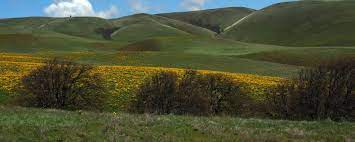 Striking hills and open fields covered in a carpet of vibrant wildflowers define the expanse of columbia hills state. Best Camping In And Near Columbia Hills State Park