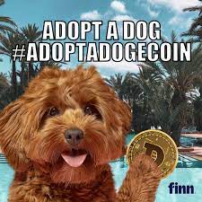 Dogs 1080 x 1080 : Finn To Boost Dog Adoptions To The Moon With Dogecoin Cryptocurrency Adsofbrands Net