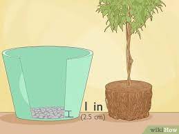 Ficus is a large genus that includes over 100 species and is a member of the fig family (_ficus carica_). How To Repot A Ficus Tree 13 Steps With Pictures Wikihow