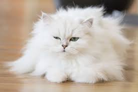 Grooming Tips For A Persian Cat Grumpy White Persian Cat With Green Eyes Persian Cat Persian Cat White Cat Facts