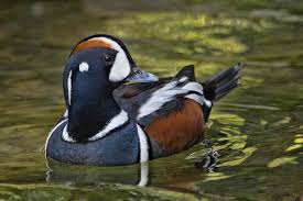 Browse through our broad collection of cute duck pictures. 14 Incredible Duck Species