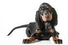 Black and Tan Coonhound Dog Breed Information, Pictures ...