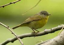 Mount Vernon Bird Day