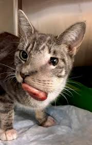 And who knows, maybe your cat really does have nine lives! How Long Can A Cat Live With A Mouth Tumor
