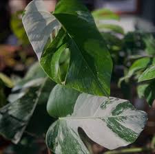 Image result for Selago albomarginata