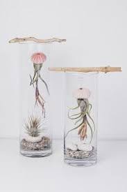 Jellyfish Dekoration Und Tillandsien Airplant Pflege Plant Display Ideas Air Plant Display Air Plants