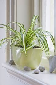 The cast iron plant is named for its ability to survive almost anything. 34 Houseplants That Can Survive Low Light Best Indoor Low Light Plants