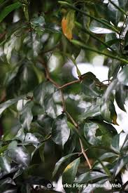 Image result for Rothmannia longiflora
