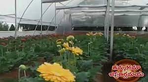 Gerbera Plant Cultivation In Mahabubnagar Youtube